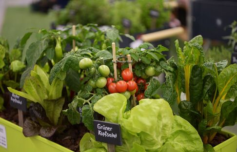 OFFA 2017 - Vom Guerilla- zum Urban-Gardening