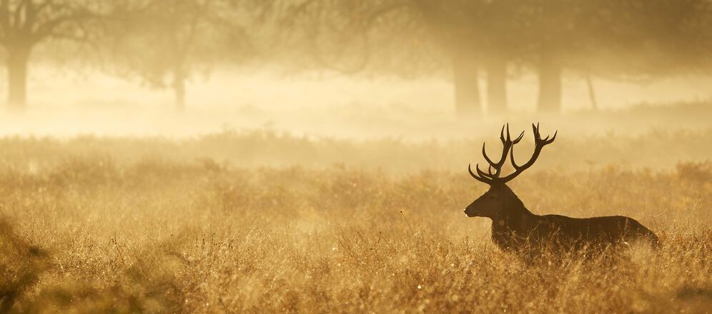 OL18 Jagd