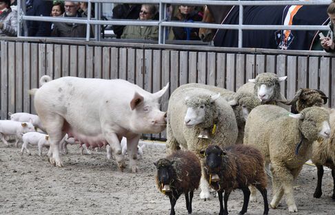 Tiere Gastkanton Thurgau