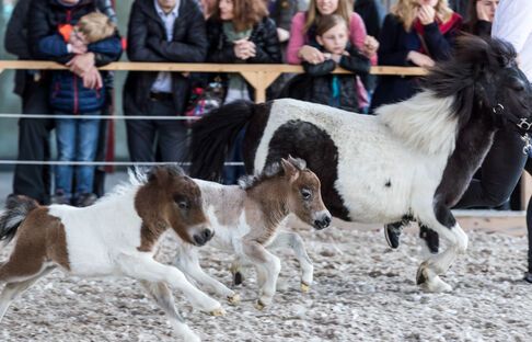 OFFA 2018 - Ponyplausch
