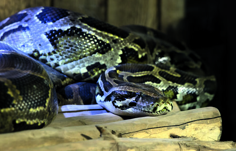 OFFA 2019 - Walter Zoo