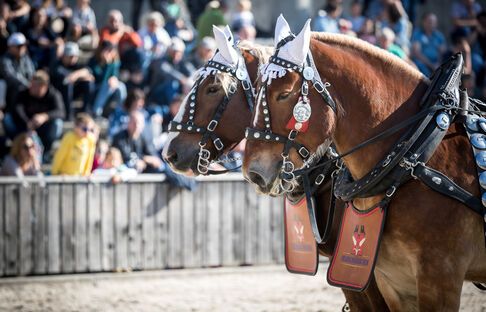 olma st.gallen besucher feldschlösschen