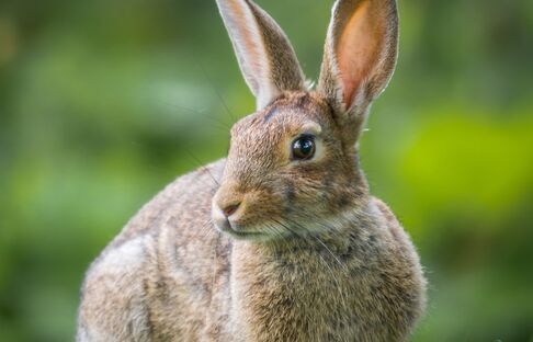 OLMA 2019 Kaninchen