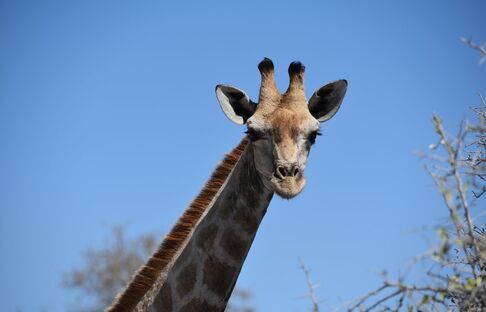 Grenzenlos 2020 - Fokusthema Südliches Afrika