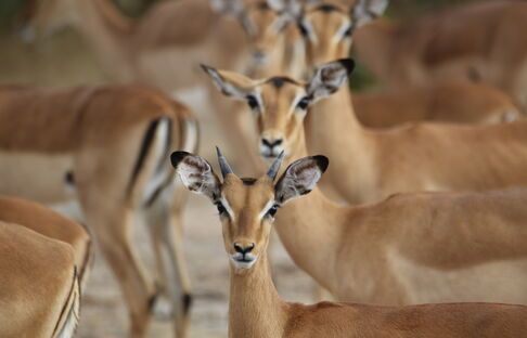 Grenzenlos 2020 - Kino africa design travel
