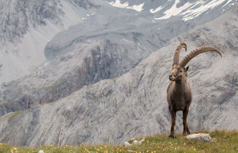 Grenzenlos 2020 - Gastregion Biosfera Val Müstair