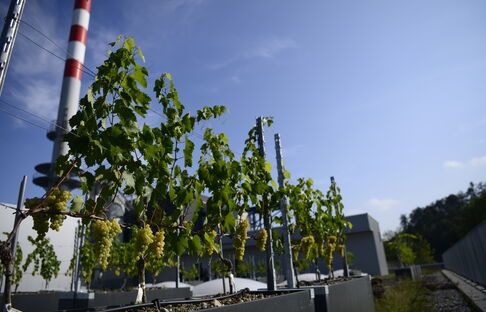 Garten_3