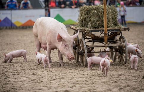 schwein