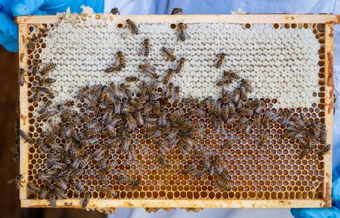 BienenSchweiz