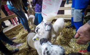 OLMA 2018 - Impressionen