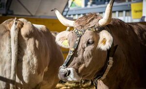 OLMA 2018 - Impressionen