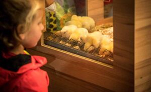 OLMA 2018 - Impressionen