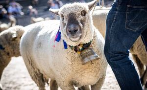 OLMA 2018 - Impressionen