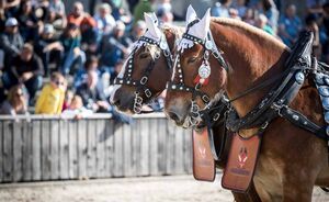 OLMA 2018 - Impressionen