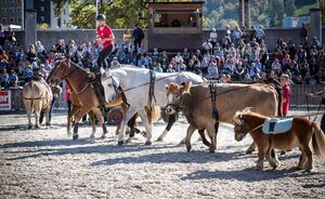 OLMA 2018 - Impressionen
