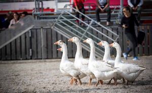 OLMA 2018 - Impressionen