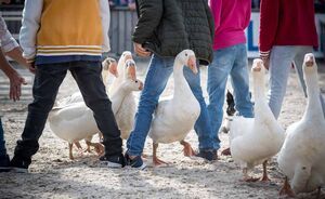 OLMA 2018 - Impressionen