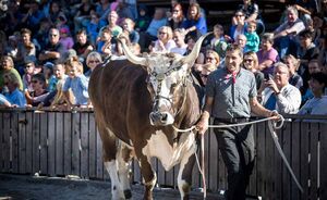 OLMA 2018 - Impressionen