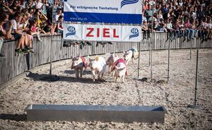 OLMA 2018 - Impressionen
