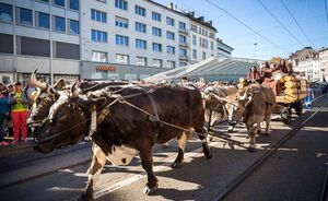OLMA 2018 - Impressionen
