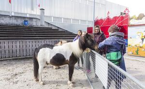 Pätch Imressionen