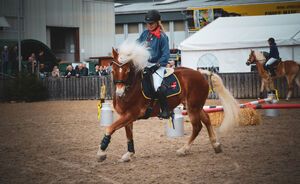 Haflinger