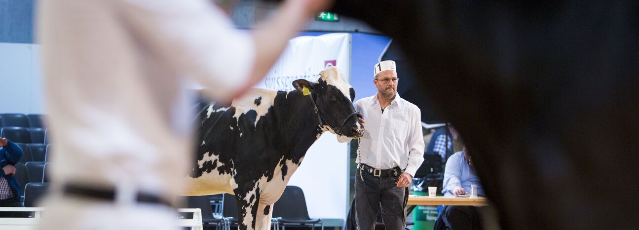 Tier&Technik 2017 Holstein Prämierung