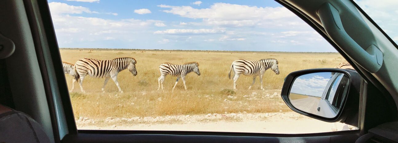 Grenzenlos 2020 - Slider Zebras