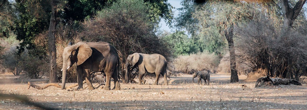 Grenzenlos 2020 - Fokusthema Südliches Afrika Header