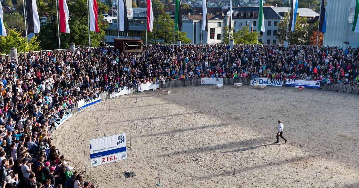 oval trampoline billig platekompaniet kvadrat tilbud